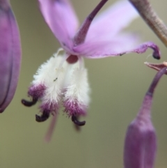 Arthropodium milleflorum (Vanilla Lily) at Rendezvous Creek, ACT - 23 Jan 2016 by JasonC