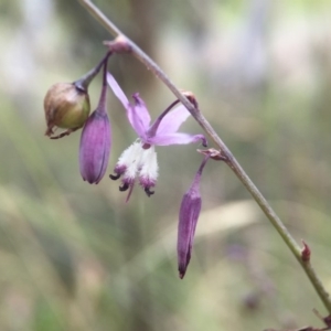 Arthropodium milleflorum at Rendezvous Creek, ACT - 23 Jan 2016 07:49 PM