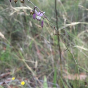 Arthropodium milleflorum at Rendezvous Creek, ACT - 23 Jan 2016 07:49 PM