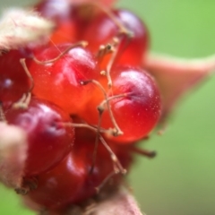 Rubus parvifolius (Native Raspberry) at Namadgi National Park - 23 Jan 2016 by JasonC