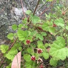 Rubus parvifolius at Rendezvous Creek, ACT - 23 Jan 2016 07:51 PM