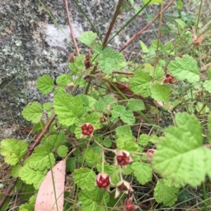 Rubus parvifolius at Rendezvous Creek, ACT - 23 Jan 2016