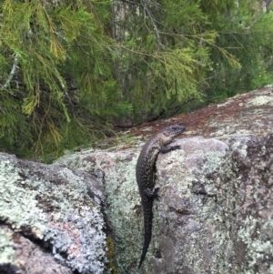 Egernia cunninghami at Rendezvous Creek, ACT - 23 Jan 2016