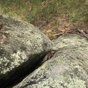 Egernia cunninghami at Rendezvous Creek, ACT - 23 Jan 2016 07:55 PM