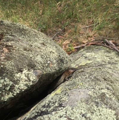 Egernia cunninghami (Cunningham's Skink) at Rendezvous Creek, ACT - 23 Jan 2016 by JasonC