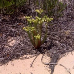 Euphorbia paralias (Sea Spurge ) at Nadgee, NSW - 9 Feb 2010 by Mike