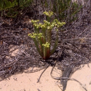 Euphorbia paralias at Nadgee, NSW - 9 Feb 2010