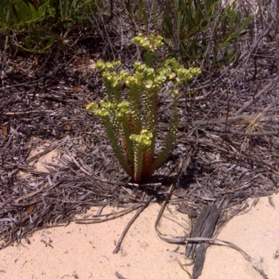 Euphorbia paralias (Sea Spurge ) at Nadgee Nature Reserve - 9 Feb 2010 by Mike