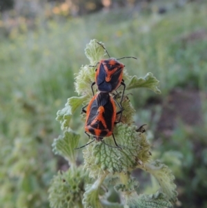 Marrubium vulgare at Calwell, ACT - 23 Nov 2015