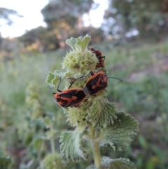 Marrubium vulgare at Calwell, ACT - 23 Nov 2015