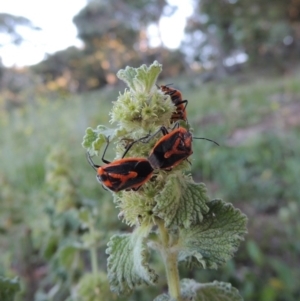 Marrubium vulgare at Calwell, ACT - 23 Nov 2015