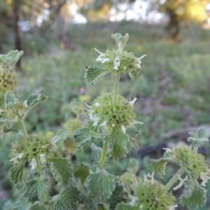 Marrubium vulgare at Calwell, ACT - 23 Nov 2015