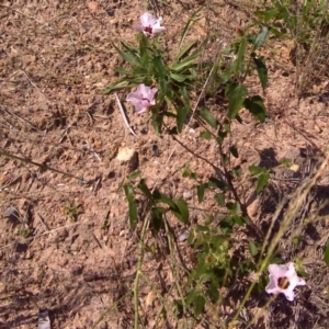 Pavonia hastata at Isaacs, ACT - 22 Mar 2010