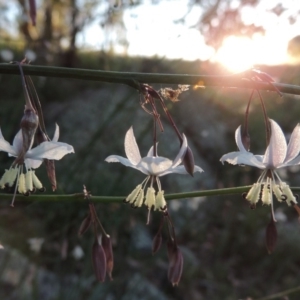 Arthropodium milleflorum at Calwell, ACT - 23 Nov 2015