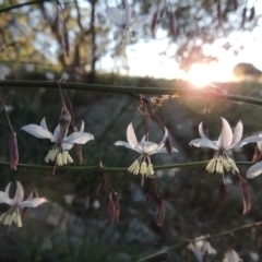 Arthropodium milleflorum at Calwell, ACT - 23 Nov 2015 07:39 PM