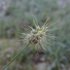 Echinopogon sp. (Hedgehog Grass) at Calwell, ACT - 23 Nov 2015 by MichaelBedingfield