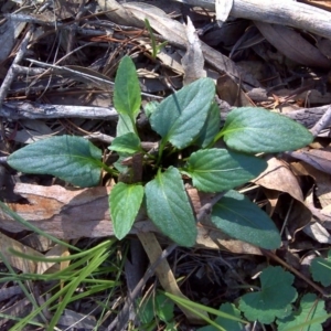 Viola betonicifolia at Isaacs Ridge - 4 Apr 2010 10:35 AM