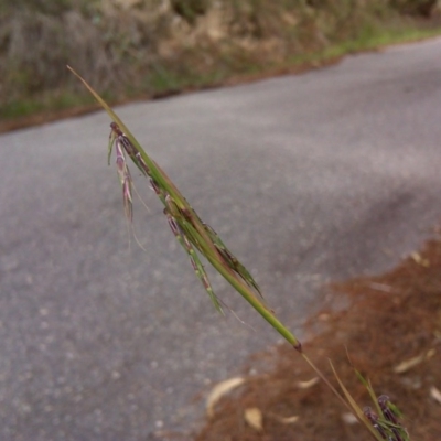 Cymbopogon refractus (Barbed-wire Grass) at Isaacs, ACT - 9 Apr 2010 by Mike