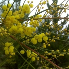 Acacia subulata (Awl-leaved Wattle) at Isaacs Ridge and Nearby - 27 May 2010 by Mike