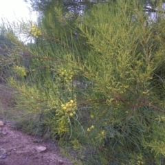 Acacia subulata at Isaacs, ACT - 28 May 2010