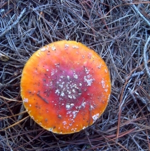 Amanita muscaria at Isaacs, ACT - 31 May 2010