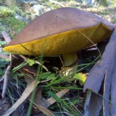 Suillus luteus (Slippery Jack) at Isaacs Ridge and Nearby - 8 Jun 2010 by Mike