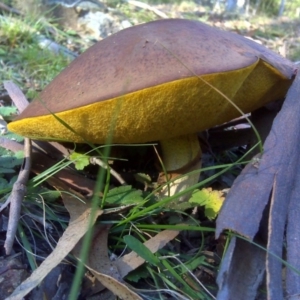 Suillus luteus at Isaacs Ridge - 8 Jun 2010