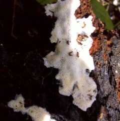 Unidentified at Tidbinbilla Nature Reserve - 21 Aug 2010 by Mike