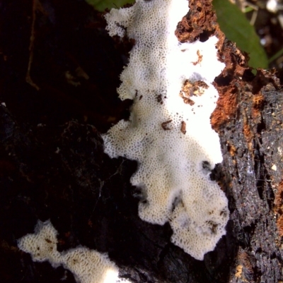 Unverified at Tidbinbilla Nature Reserve - 21 Aug 2010 by Mike