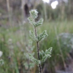 Cheilanthes distans (Bristly Cloak Fern) at Calwell, ACT - 23 Nov 2015 by MichaelBedingfield