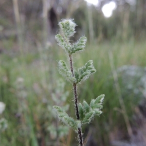 Cheilanthes distans at Calwell, ACT - 23 Nov 2015