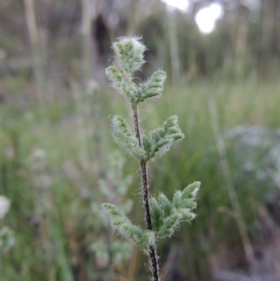 Cheilanthes distans (Bristly Cloak Fern) at Calwell, ACT - 23 Nov 2015 by michaelb