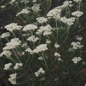 Cassinia longifolia at Calwell, ACT - 23 Nov 2015