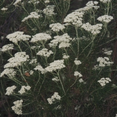 Cassinia longifolia (Shiny Cassinia, Cauliflower Bush) at Calwell, ACT - 23 Nov 2015 by michaelb