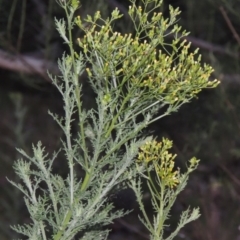 Senecio bathurstianus (Rough Fireweed) at Calwell, ACT - 23 Nov 2015 by michaelb