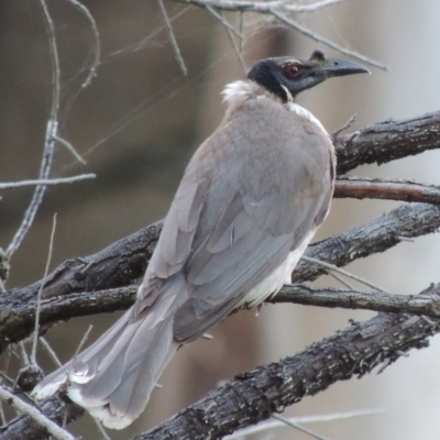 Philemon corniculatus (Noisy Friarbird) at Calwell, ACT - 23 Nov 2015 by MichaelBedingfield