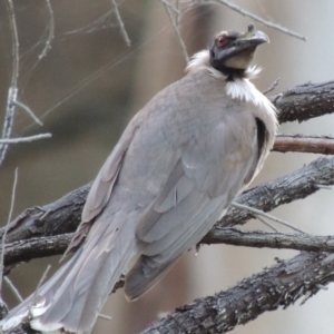 Philemon corniculatus at Calwell, ACT - 23 Nov 2015