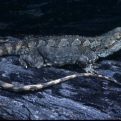 Amphibolurus muricatus (Jacky Lizard) at Nadgee, NSW - 28 Nov 1977 by wombey