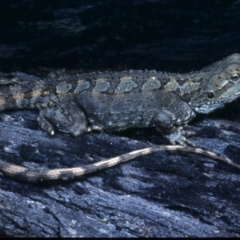 Amphibolurus muricatus (Jacky Lizard) at Nadgee State Forest - 27 Nov 1977 by wombey
