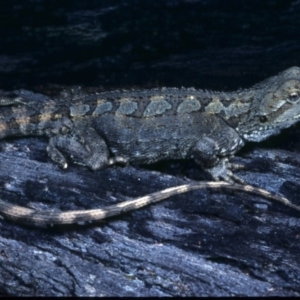 Amphibolurus muricatus at Nadgee, NSW - 28 Nov 1977