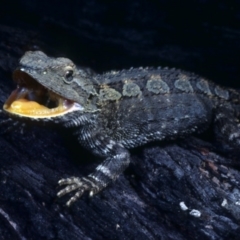 Amphibolurus muricatus at Nadgee, NSW - 28 Nov 1977 12:00 AM