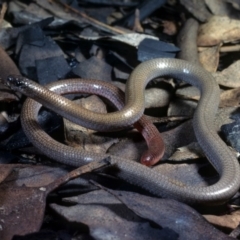 Aprasia parapulchella (Pink-tailed Worm-lizard) at Mount Taylor - 5 Aug 1978 by wombey