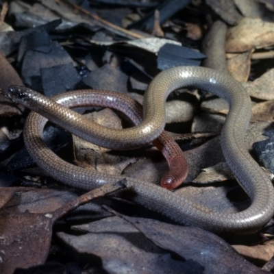 Aprasia parapulchella (Pink-tailed Worm-lizard) at Mount Taylor - 6 Aug 1978 by wombey