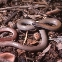 Aprasia parapulchella at Mount Taylor - suppressed