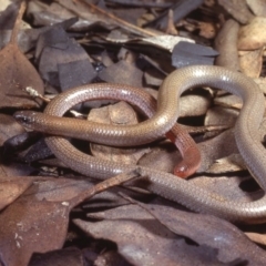 Aprasia parapulchella at Mount Taylor - 6 Aug 1978