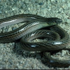 Delma impar (Striped Legless-lizard) at Gungahlin, ACT - 4 Jun 1987 by wombey