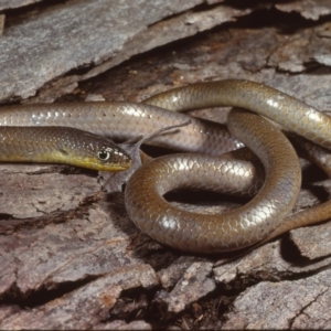 Delma inornata at Jeir, NSW - 15 Jul 1978