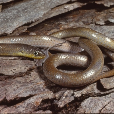 Delma inornata (Olive Legless-lizard) at Jeir, NSW - 15 Jul 1978 by wombey