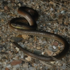 Delma inornata (Olive Legless-lizard) at Canberra Central, ACT - 12 Oct 2005 by wombey