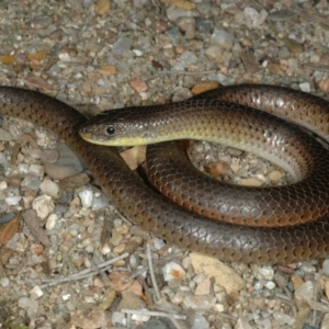 Delma inornata at Canberra Central, ACT - 12 Oct 2005